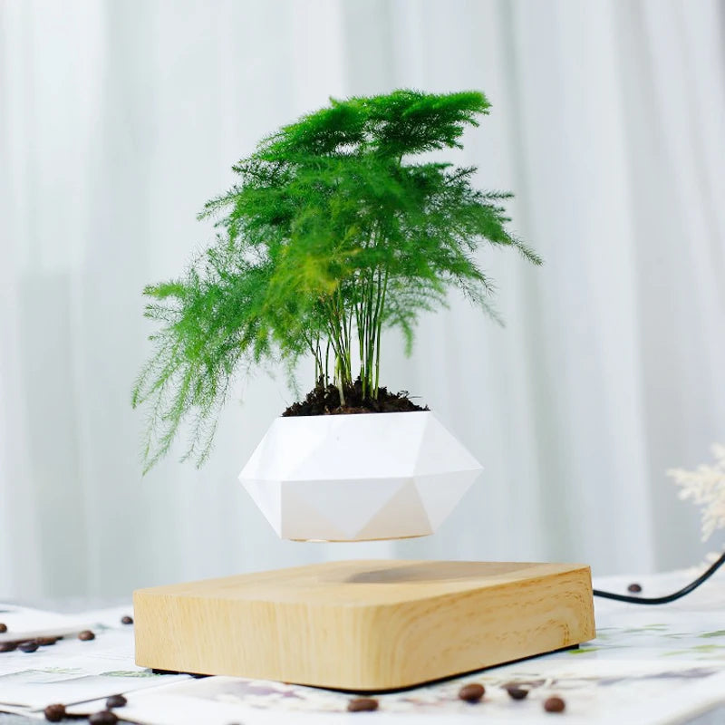 Air Bonsai